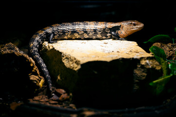 Tiliqua gigas - Skink tilikva huge.