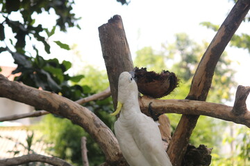there are various types of birds in the zoo.