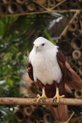 Eagle is one of the animals found throughout Indonesia.