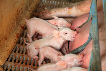 A group of piglets are suckling, next to sows, in a farm, China
