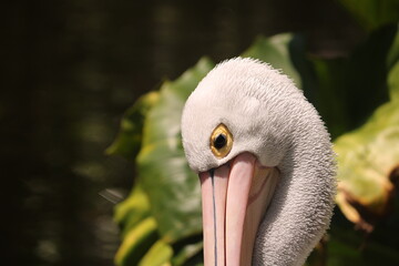 The Australian Pelican (Pelecanus conspicillatus) is a large water bird in the Pelecanidae family.