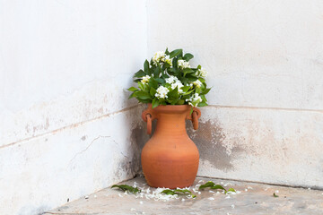 Fototapeta na wymiar white flowers jasmine in flowerpot decoration beside background cement walls