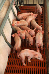 A group of piglets are suckling, next to sows, in a farm, China © zhang yongxin