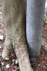 Obraz premium 木の成長を妨げる電柱