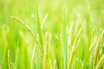 Green ear of rice. Green paddy rice in paddy rice field, Agriculture concept