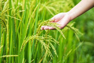 Agriculture cencept, A hand farmer holding a young ear of rice in the green paddy field.