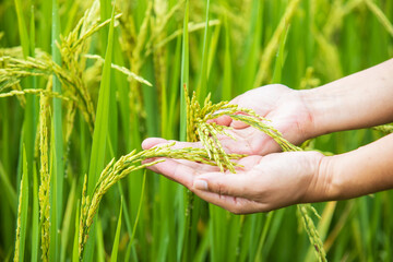 Agriculture cencept, A hand farmer holding a young ear of rice in the green paddy field.