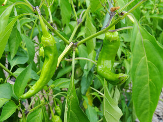 青唐辛子の栽培