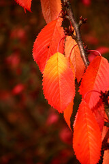 herbst im obstgarten