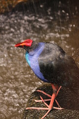 there are various types of birds in the zoo.