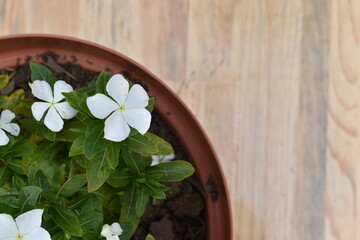 Flores blancas en macetas