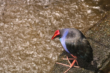 there are various types of birds in the zoo.