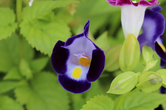 Torenia Images Browse 9 Stock Photos Vectors And Video Adobe Stock