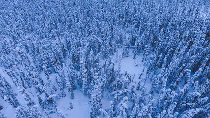 Aerial Winter forest after snow, Fairbanks, Alaska