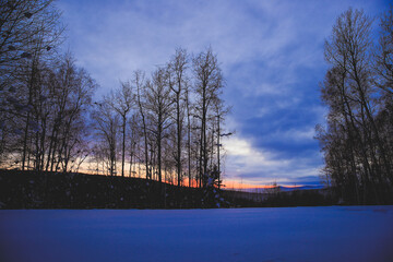 Winter forest after snow at sunset, Fairbanks, Alaska