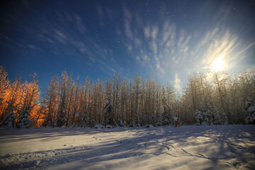 Winter forest after snow at full moon night, Fairbanks, Alaska