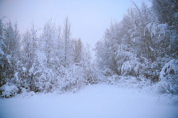 Winter forest after snow, Fairbanks, Alaska