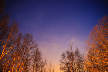 Obraz na płótnie Canvas Winter forest after snow at full moon night, Fairbanks, Alaska