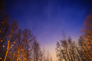 Winter forest after snow at full moon night, Fairbanks, Alaska
