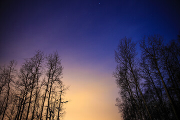 Fototapeta na wymiar Winter forest after snow at full moon night, Fairbanks, Alaska