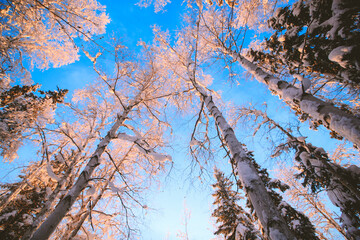 Winter forest after snow sunset, Fairbanks, Alaska