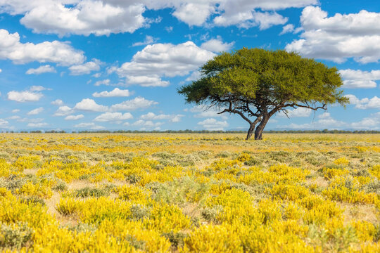 Yellow blooming savanna - flowering Kalahari desert with acacia tree after rain season, South Africa wilderness landscape
