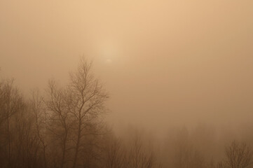 Fototapeta na wymiar Landscape, sunny dawn, sunbeams in the fog. Trees in the fog.