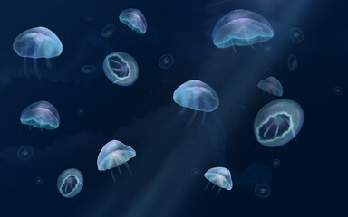 varieties of jellyfish at depth
