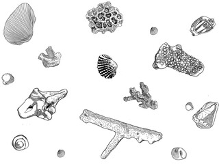seashells and corals flat style illustration
