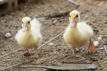 Yellow duck waterfowl family. Tiny Baby Ducklings in agriculture farm.