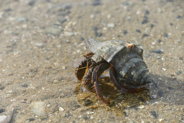 Hermit crabs that live by the sea and use shells to armor and house.