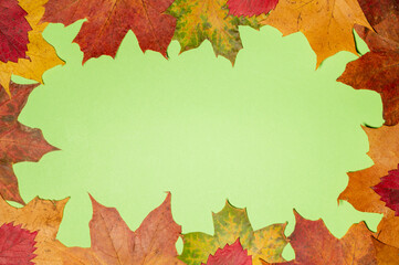 Naklejka na ściany i meble Maple leaves of autumn colors in the form of a frame on a green background. flat autumn mock up with copy space.