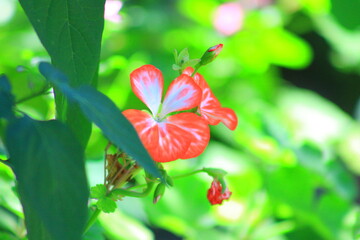 hermosa flor rosa con blanco 
