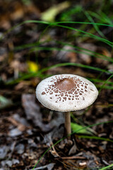 Wild mushrooms in the forest