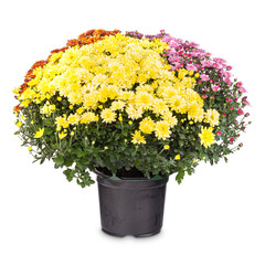 Bouquet of colorful chrysanthemum