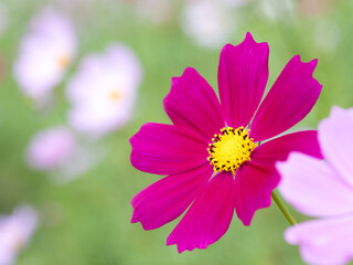 Fototapeta premium コスモスの花