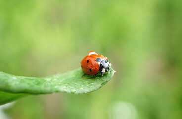 Fototapeta premium Marienkäfer mit Regentropfen