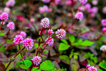 pink wild flower