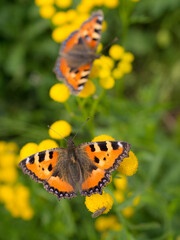 two bright butterfly