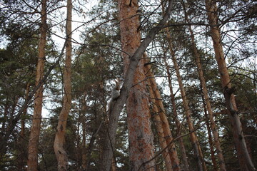 Fototapeta premium animal squirrel sitting on the branches of a tree in the forest