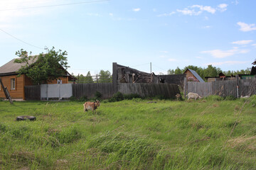 goats graze in a meadow in the village in the summer near the old house
