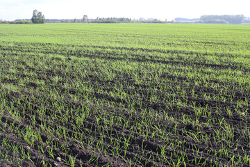 field of plowed land with wheat germ crops agriculture