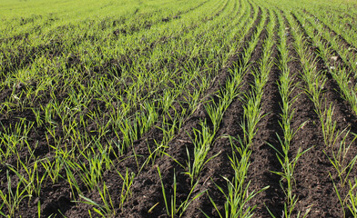 field of plowed land with wheat germ crops agriculture