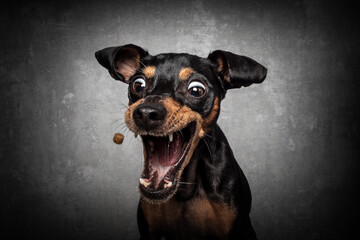Portrait Schnappfoto HUnd schnappt nach leckerlie Futter in der Luft und zieht lustige Grimassen