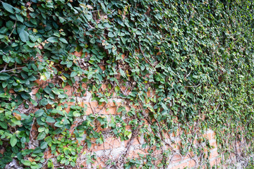 Climbing plant growing on antique brick wall