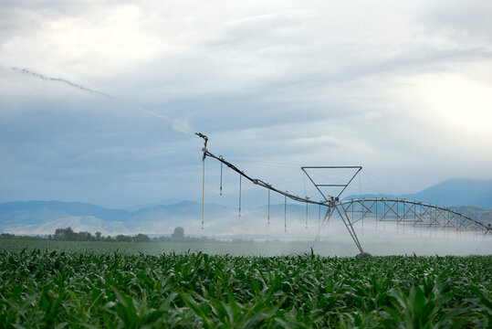 Irrigation system watering agricultural field on cloudy summer day