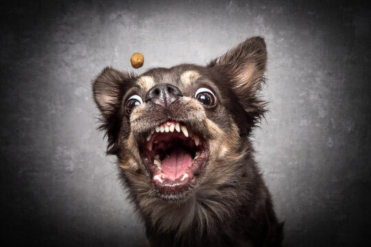 Portrait Schnappfoto HUnd schnappt nach leckerlie Futter in der Luft und zieht lustige Grimassen