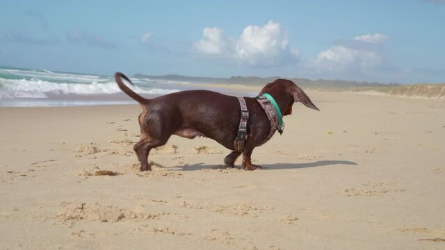 Sausage dog shaking off the water in slow motion on the beach