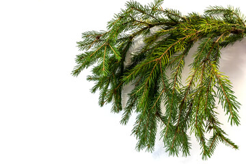 Christmas tree branch, isolate, design element for christmas