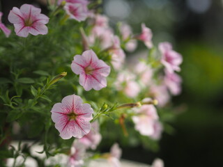 Petunia Easy wave color pink flower beautiful blooming in garden on blurred of nature background